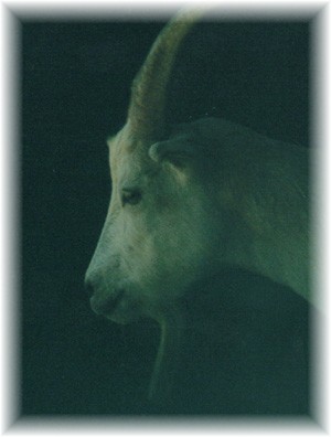 Joe, saanen X lamancha wether